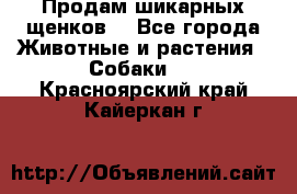 Продам шикарных щенков  - Все города Животные и растения » Собаки   . Красноярский край,Кайеркан г.